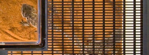 Exo Terra Faunarium Flat Home Plastic Reptile Terrarium, Large (18" x 12" x 6.5"), Ideal for Temporary Housing, Quarantine, and Transport, Transparent Plastic Door for Easy Access