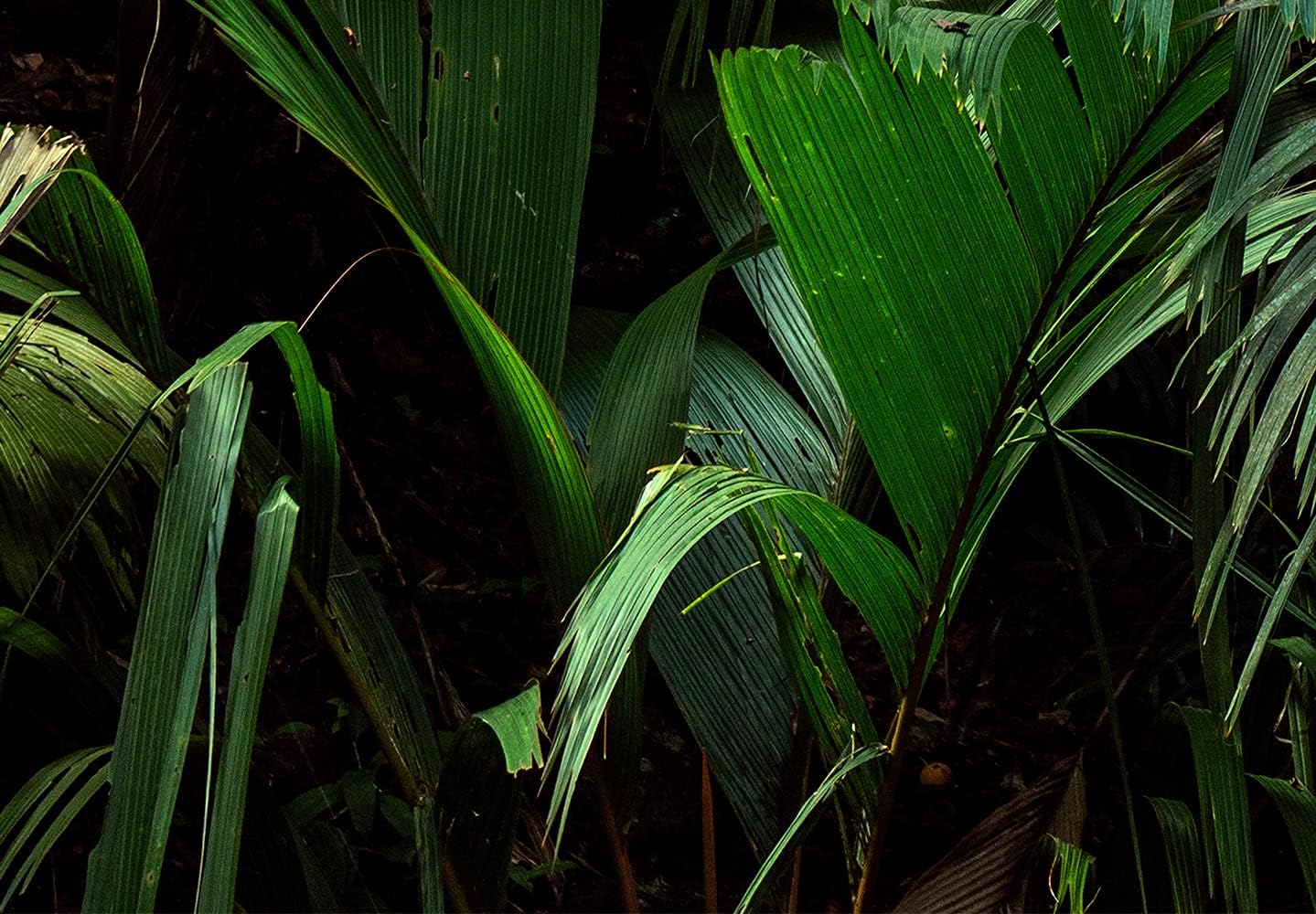 artgeist Wall Mural Nature 154x110 in - XXL Peel and Stick Self-Adhesive Wallpaper Removable Large Sticker Foil Wall Decor Print Picture Image Design Botanical Plants Jungle Leaves b-B-0594-a-a