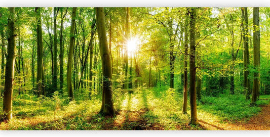 artgeist Premium Wall Mural Forest 216x98 in - Non-Woven Photo Wallpaper Art Print Fleece Wall Mural Decoration Poster Picture Design Landscape Nature Green Tree Panorama Sunshine b-B-0383-a-a