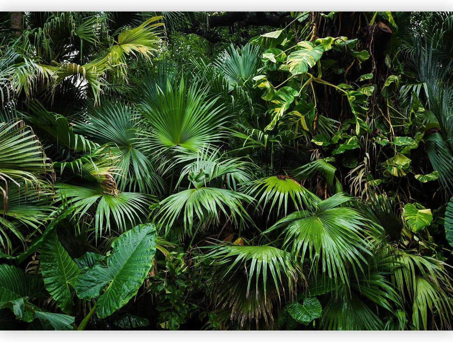 artgeist Wall Mural Tropical 79"x55" XXL Peel and Stick Self-Adhesive Wallpaper Removable Large Sticker Foil Wall Decor Print Picture Image Design